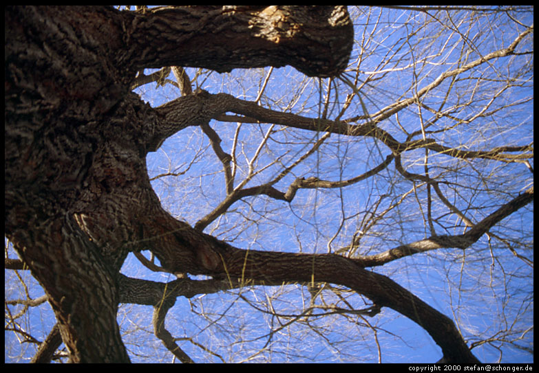 Tree, Boston Common, 2000